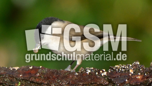 Tannenmeise (03).jpg